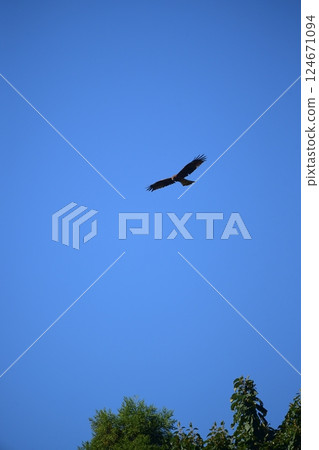 A kite flying in the blue sky A kite flying in the blue sky 124671094