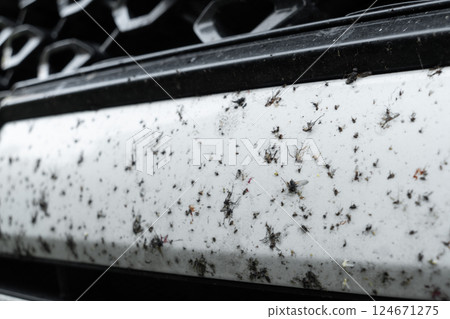 Insects stuck to the body of a white car. Insects and midges squashed on the car. Bumper covered with a large number of  insects and flies 124671275