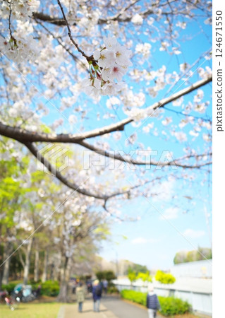 Cherry blossoms in full bloom along the Shakujii River in Nerima Ward Cherry blossoms in full bloom along the Shakujii River in Nerima Ward 124671550