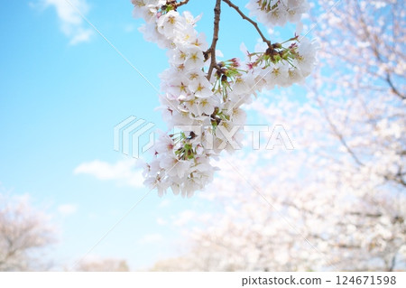 公園裡盛開的櫻花 124671598