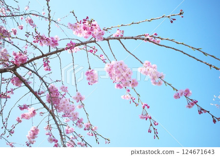 藍天與粉紅垂枝櫻花交相輝映的春日美景 124671643