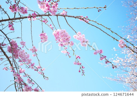 藍天與粉紅垂枝櫻花交相輝映的春日美景 藍天與粉紅垂枝櫻花交相輝映的春日美景 124671644