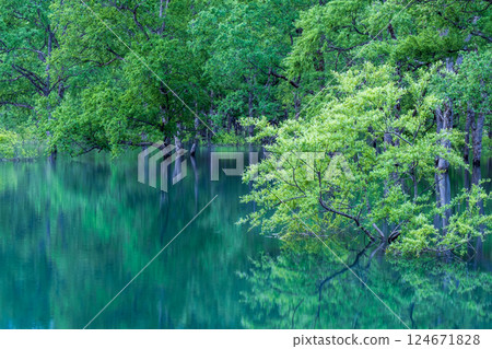 Submerged forest of Shirakawa lake 124671828