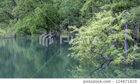 Submerged forest of Shirakawa lake 124671829