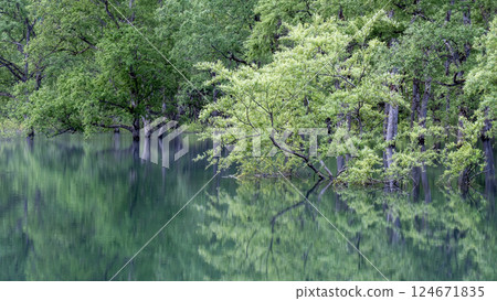 Submerged forest of Shirakawa lake 124671835