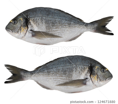 Fresh dorado fish iisolated on white background. Dorado fish isolated Fresh dorado fish iisolated on white background. Dorado fish isolated 124671880