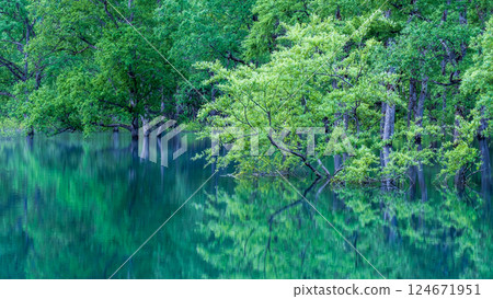 Submerged forest of Shirakawa lake Submerged forest of Shirakawa lake 124671951
