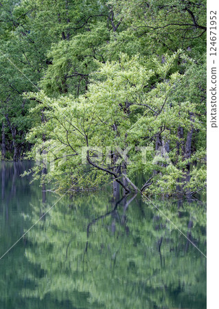 白川湖被淹沒的森林 白川湖被淹沒的森林 124671952