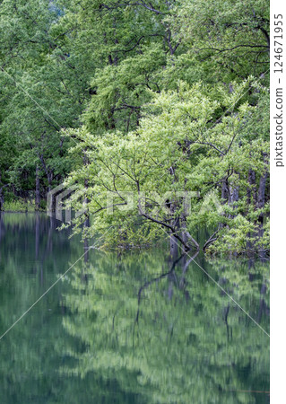 白川湖被淹沒的森林 124671955