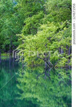 Submerged forest of Shirakawa lake 124671956