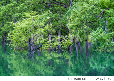 Submerged forest of Shirakawa lake Submerged forest of Shirakawa lake 124671959
