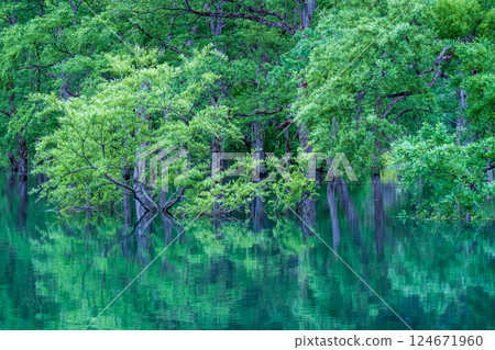 Submerged forest of Shirakawa lake 124671960