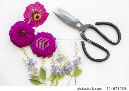pink flowers zinnia elegan with scissors iron arrangement flat lay style pink flowers zinnia elegan with scissors iron arrangement flat lay style 124671989