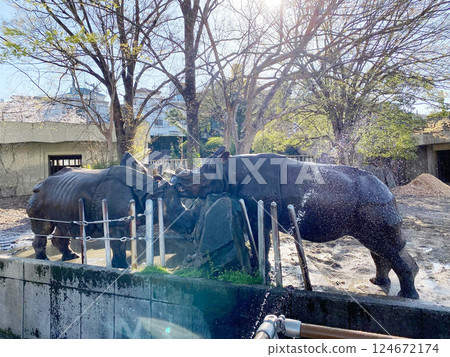 Rhino bathing Rhino bathing 124672174