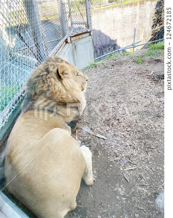 Male lion sitting 124672185