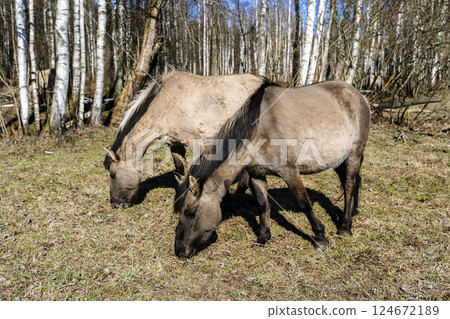 Rebred Tarpan Horses Running Wild in the Naliboki Forest 124672189