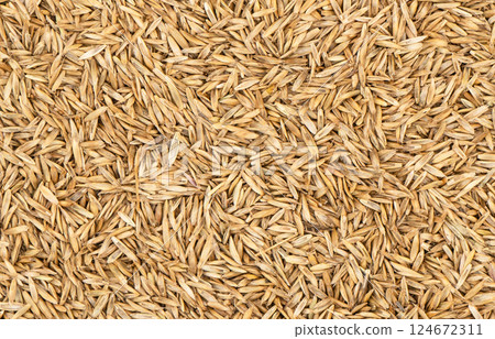 Lawn grass seed background texture top view. Dry lawn grass seeds. Pile of lawn grass seeds. 124672311