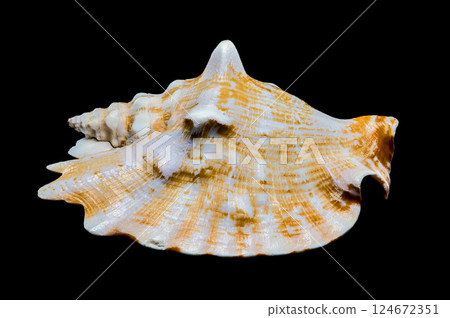 Strombus Raninus Seashell on Black Background Strombus Raninus Seashell on Black Background 124672351