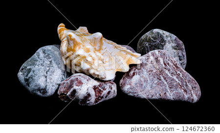 Strombus Raninus Shell with Rocks on Black Background 124672360