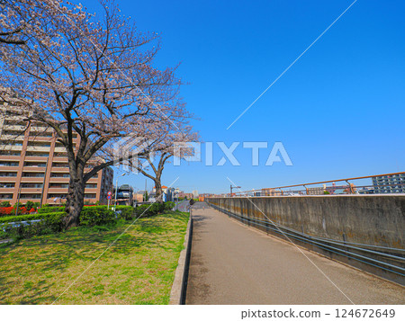 Spring scenery with the Nakagawa River bank and cherry blossoms under a clear blue sky 124672649
