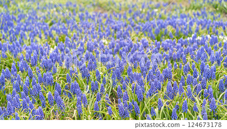 First spring flowers blue muscari in the garden. Grape hyacinth or bluebells. Selective focus First spring flowers blue muscari in the garden. Grape hyacinth or bluebells. Selective focus 124673178