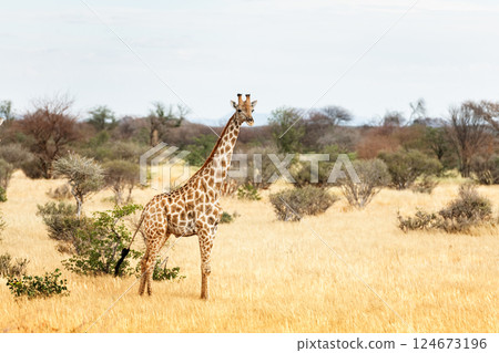 Alone young giraffe grazing in african bush in Etosha National Park Alone young giraffe grazing in african bush in Etosha National Park 124673196