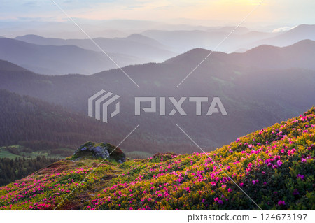 Blooming rhododendrons covering the mountain landscape 124673197
