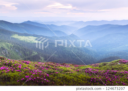 Evening scene with a mountain meadow filled with blossoming rhododendron Evening scene with a mountain meadow filled with blossoming rhododendron 124673207