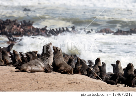 Fur seals colony at the Cape Cross in Namibia Fur seals colony at the Cape Cross in Namibia 124673212