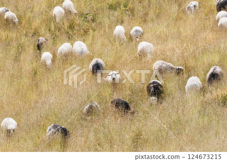 Heard of sheep grazing in tall yellow grass in summer mountains Heard of sheep grazing in tall yellow grass in summer mountains 124673215