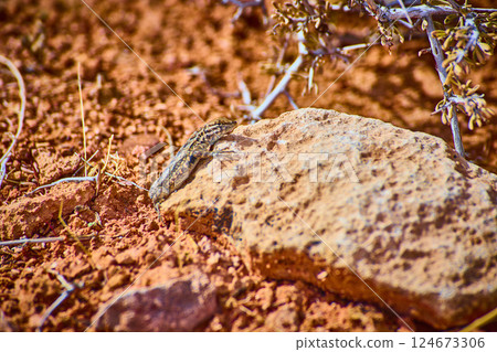 Desert Lizard on Sunlit Rock in Arid Nevada Eye-Level View Desert Lizard on Sunlit Rock in Arid Nevada Eye-Level View 124673306