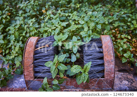 Mint and Rusted Wire Brush Juxtaposition Eye-Level Perspective 124673340