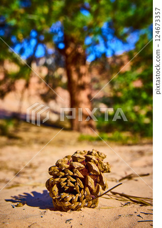 Pine Cone on Sandy Ground in Zion National Park Eye Level Focus 124673357