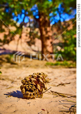 Pine Cone on Sandy Forest Floor During Golden Hour Low Perspective Pine Cone on Sandy Forest Floor During Golden Hour Low Perspective 124673393