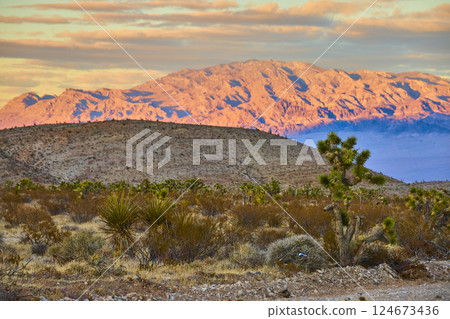 Sunset Over Joshua Tree and Desert Hills, Low-Angle Perspective Sunset Over Joshua Tree and Desert Hills, Low-Angle Perspective 124673436