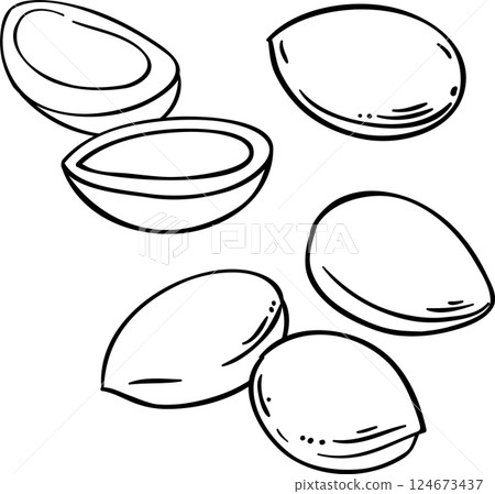 Argan Nuts  Outline  Illustration. 124673437