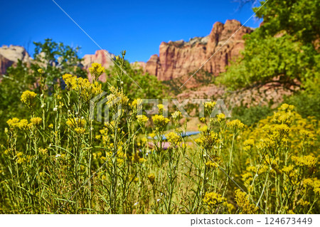 Yellow Wildflowers and Red Rocks Under Bright Sky in Zion Eye-Level View 124673449