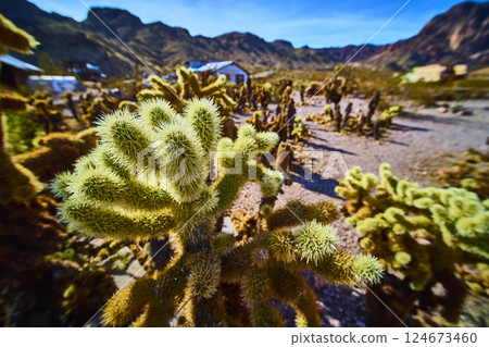 Cholla Cacti and Rugged Mountains in Nelson Nevada Eye-Level View Cholla Cacti and Rugged Mountains in Nelson Nevada Eye-Level View 124673460
