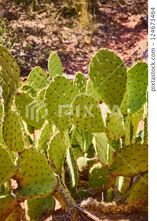 Prickly Pear Cacti in Golden Sunlight Desert Eye-Level View 124673464