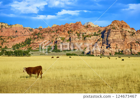 Grazing Cows and Red Rock Formations in Golden Hour, Eye-Level View Grazing Cows and Red Rock Formations in Golden Hour, Eye-Level View 124673467