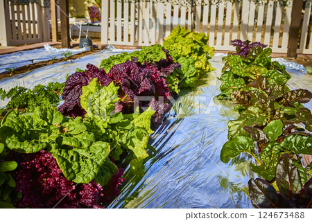 Lush Lettuce Garden Rows with Reflective Ground Low Perspective 124673488