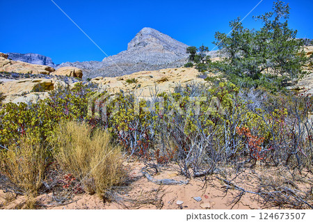 Desert Vegetation and Sandstone Peaks in Nevada Midday Perspective 124673507