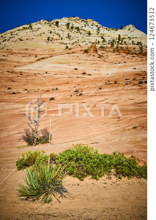 Red and White Sandstone Layers and Yucca in Zion Desert Eye Level View Red and White Sandstone Layers and Yucca in Zion Desert Eye Level View 124673512