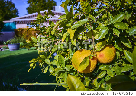 Lush Citrus Tree with Ripe Fruits in Suburban Garden Close-Up Lush Citrus Tree with Ripe Fruits in Suburban Garden Close-Up 124673519