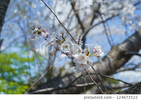 Spring cherry blossoms and blue sky 124673522