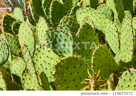 Prickly Pear Cacti in Sunlight Eye-Level Close-Up Prickly Pear Cacti in Sunlight Eye-Level Close-Up 124673572