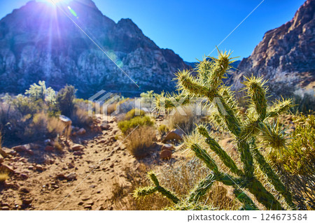 Cactus and Rugged Mountains with Sunlit Path, Eye-level View 124673584