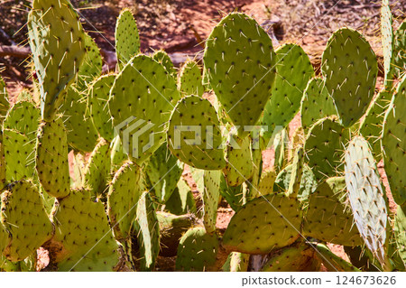 Prickly Pear Cacti in Sunlit Desert Glow Eye-Level View Prickly Pear Cacti in Sunlit Desert Glow Eye-Level View 124673626