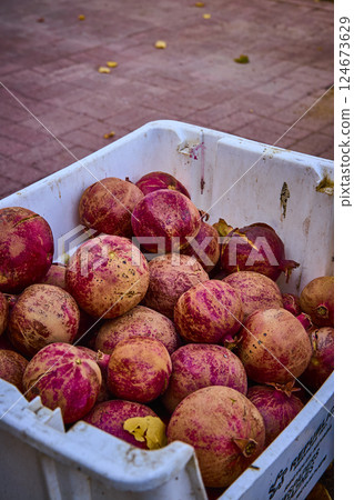Abundant Pomegranates in White Bin Autumn Harvest Eye-Level View 124673629