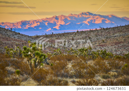 Joshua Trees at Mojave Desert Sunset with Mountain View Joshua Trees at Mojave Desert Sunset with Mountain View 124673631